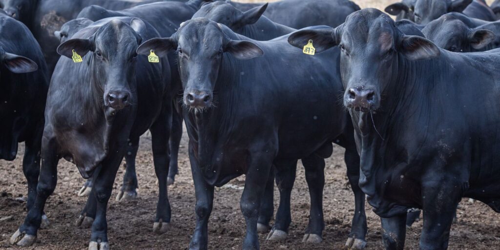 emissao-de-metano-no-brasil-subiu-6%-em-tres-anos