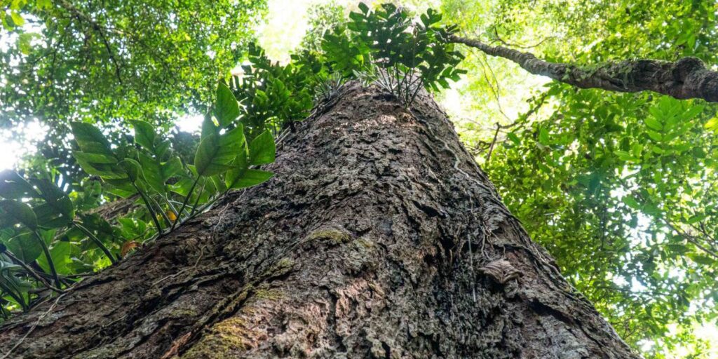Mudança climática: gigantes da Amazônia podem ajudar cientistas mudanca-climatica:-gigantes-da-amazonia-podem-ajudar-cientistas