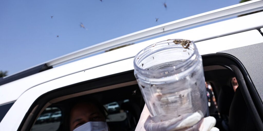 Brasília ganha biofábrica de mosquitos com tecnologia contra a dengue brasilia-ganha-biofabrica-de-mosquitos-com-tecnologia-contra-a-dengue