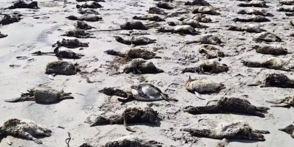 sp:-mais-de-100-pinguins-foram-encontrados-mortos-em-praias-do-litoral
