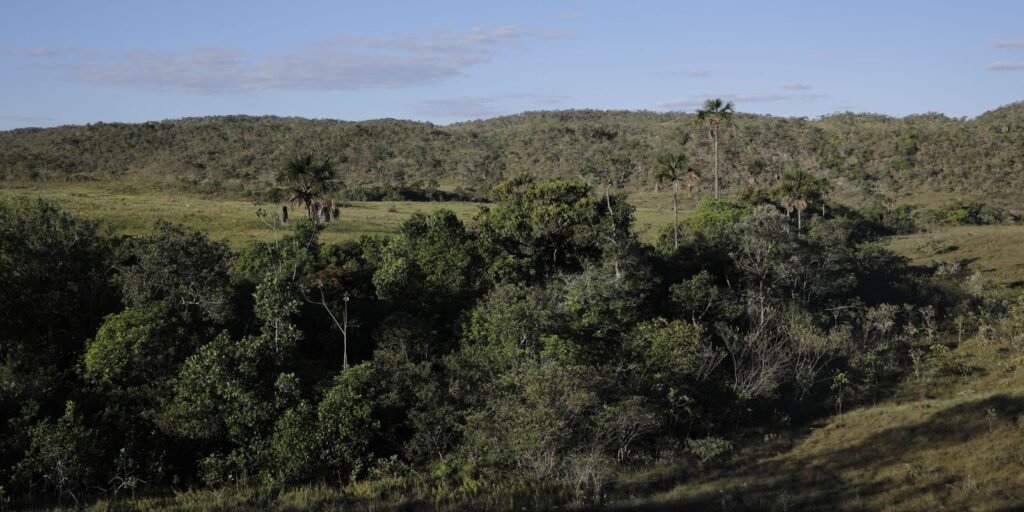 Viva Maria reforça campanha pela proteção do Cerrado viva-maria-reforca-campanha-pela-protecao-do-cerrado