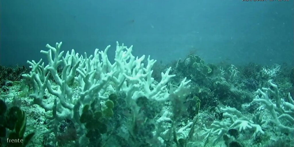 Recifes de coral do Brasil estão ameaçados por mudanças climáticas recifes-de-coral-do-brasil-estao-ameacados-por-mudancas-climaticas
