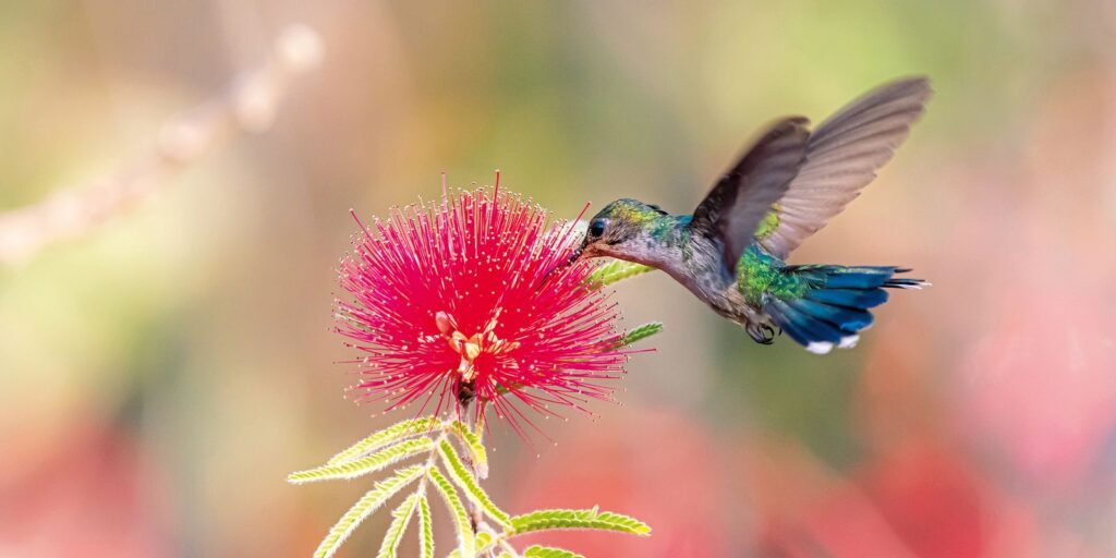 Primavera começa com ondas de calor e baixa umidade no país primavera-comeca-com-ondas-de-calor-e-baixa-umidade-no-pais