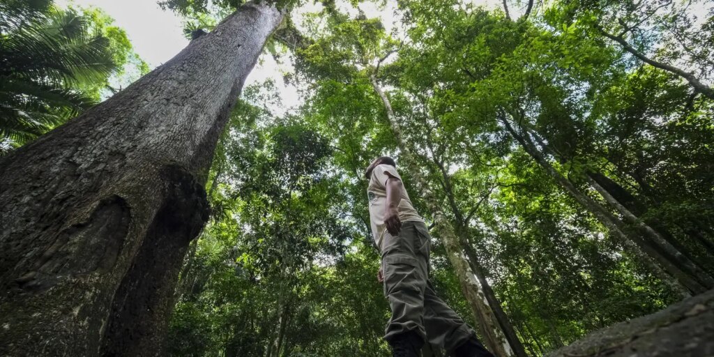 brasil-vai-investir-us$-1-bilhao-no-fundo-para-florestas-tropicais