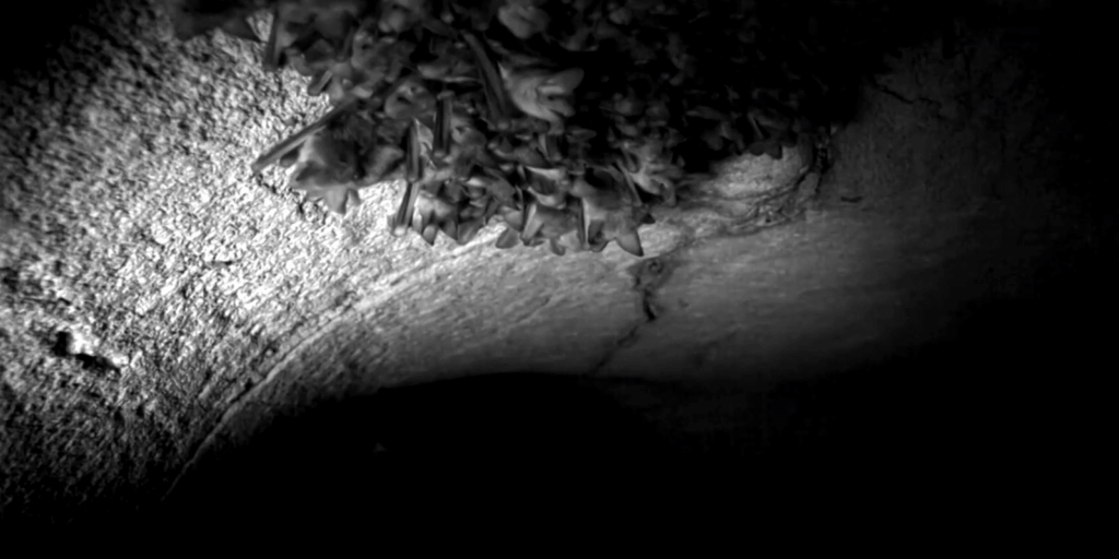 Casos de morcegos em áreas urbanas crescem no Rio casos-de-morcegos-em-areas-urbanas-crescem-no-rio