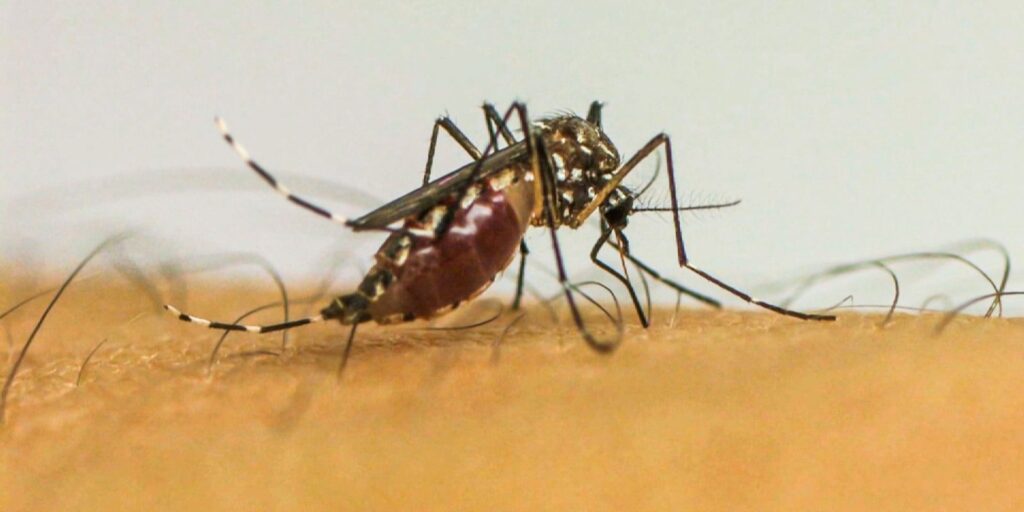 Infecções por Aedes aegypti elevam risco de complicações no parto infeccoes-por-aedes-aegypti-elevam-risco-de-complicacoes-no-parto