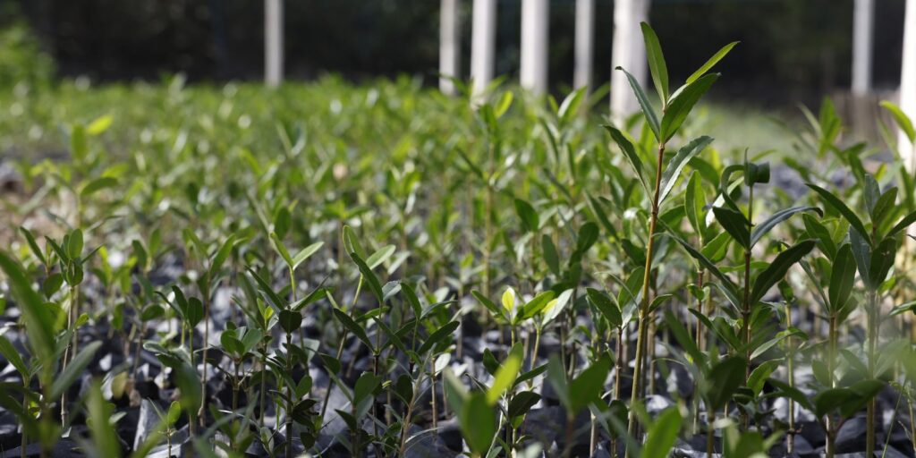 UFRJ propõe “Re-Amazonizar o Brasil” no Festival do Conhecimento 2025 ufrj-propoe-“re-amazonizar-o-brasil”-no-festival-do-conhecimento-2025
