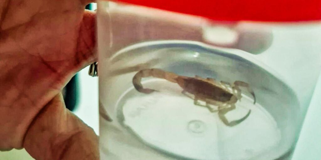 Com a chegada do calor, aumentam os casos de acidentes com escorpiões com-a-chegada-do-calor,-aumentam-os-casos-de-acidentes-com-escorpioes