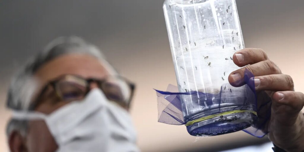 Fábrica de mosquitos oferece tecnologias para redução da dengue fabrica-de-mosquitos-oferece-tecnologias-para-reducao-da-dengue