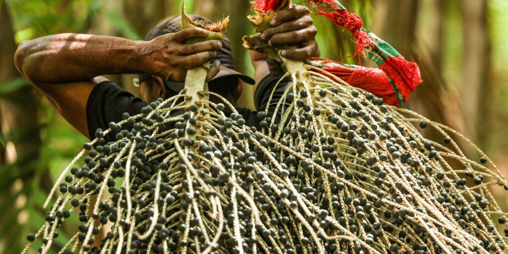 cientistas-do-para-desenvolvem-azeite-a-partir-do-acai