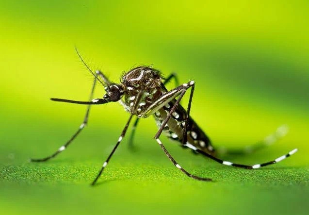 Pesquisa do Butantan padroniza nomenclatura de vírus da dengue